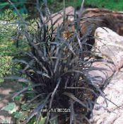 Zahradní rostliny Lily-Trávník, Hada Vousy, Černý Drak, Černá Mondo Tráva dekorativní-listnaté, Ophiopogon fotografie, charakteristiky zlatý
