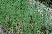  Plačialapių Cattail, Meldai, Kazokų Šparagai, Vėliavos, Nendrių Macis, Nykštukas Cattail, Grakštus Cattail vandens augalai, Typha nuotrauka, charakteristikos žalias