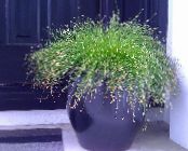  光ファイバーグラス、塩湿地ホタルイ 水生植物, Isolepis cernua, Scirpus cernuus フォト, 特性 緑色