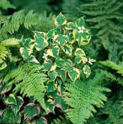  Plandaí Chameleon ornamentals leafy, Houttuynia grianghraf, saintréithe dath il