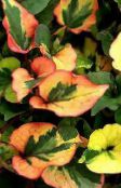 Trädgårdsväxter Kameleont Växt dekorativbladiga, Houttuynia foto, egenskaper grön