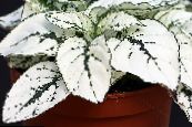Trädgårdsväxter Polka Dot Växt, Freckle Ansikte dekorativbladiga, Hypoestes foto, egenskaper vit