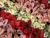 Polka Dot Plant, Sproet Gezicht (Hypoestes) Lommerrijke Sierplanten rood, karakteristieken, foto