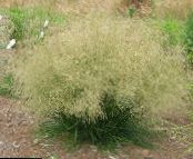Všívané Hairgrass (Zlatý Hairgrass)