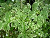 主教的杂草，goutweed，地面长老 (Aegopodium podagraria) 绿叶观赏植物 彩色, 特点, 照片