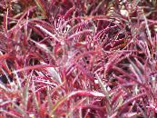 Trädgårdsväxter Alternanthera dekorativbladiga foto, egenskaper röd