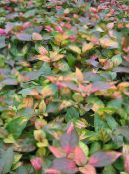 空心莲子草 (Alternanthera) 绿叶观赏植物 彩色, 特点, 照片