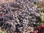 Alternanthera  Leafy Ornamentals burgundy,claret, characteristics, photo
