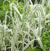 Vrtne Rastline Velikan Reed žito, Arundo Donax fotografija, značilnosti različnih barv