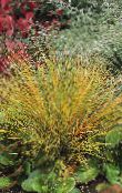 Pheasant's Tail Grass, Feather Grass, New Zealand wind grass (Anemanthele lessoniana, Stipa arundinacea) Cereals red, characteristics, photo