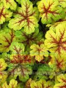Heucherella，泡沫钟声  绿叶观赏植物 彩色, 特点, 照片