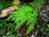 des plantes de jardin Woodsia les fougères photo, les caractéristiques vert