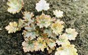Heuchera, Korall Virág, Korall Harangok, Alumroot  Leveles Dísznövények sárga, jellemzők, fénykép