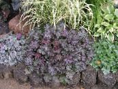 园林植物 Heuchera，珊瑚花，珊瑚的钟声，矾根 绿叶观赏植物 照片, 特点 紫
