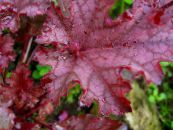 Dārza Augi Heuchera, Koraļļu Ziedu, Koraļļu Zvaniņi, Alumroot lapu dekoratīvie augi foto, raksturlielumi sarkans