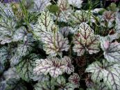 Dārza Augi Heuchera, Koraļļu Ziedu, Koraļļu Zvaniņi, Alumroot lapu dekoratīvie augi foto, raksturlielumi daudzkrāsains