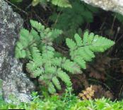 Φυτά κήπου Ασβεστόλιθος Δρυς Φτέρη, Άρωμα Δρυός Φτέρη φτέρη, Gymnocarpium φωτογραφία, χαρακτηριστικά πράσινος