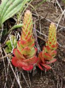 Záhradné rastliny Čiapky Mulica Je dekoratívne a listnaté, Orostachys fotografie, vlastnosti červená
