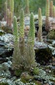 Sodo Augalai Dunce Anketa Dangteliai lapinės dekoratyviniai augalai, Orostachys nuotrauka, charakteristikos šviesiai žalia