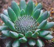 Záhradné rastliny Čiapky Mulica Je dekoratívne a listnaté, Orostachys fotografie, vlastnosti zelená