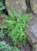 園芸植物 干し草の香りのシダ, Dennstaedtia フォト, 特性 緑色