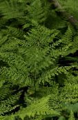 Russeburkne (Diplazium sibiricum) Bregner grønn, kjennetegn, bilde