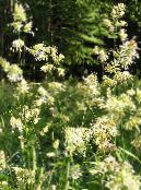Vrtne Biljke Voćnjak Trava, Klupčaste Oštrice trave (žitarice), Dactylis foto, karakteristike zelena