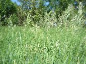 Ilmandi Heilagur Gras, Sweetgrass, Seneca Gras, Vanillu Gras, Buffalo Gras, Zebrovka