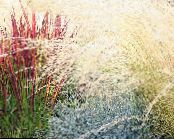 Trädgårdsväxter Cogon Gräs, Satintail, Japansk Blod Gräs säd, Imperata cylindrica foto, egenskaper röd
