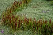 Trädgårdsväxter Cogon Gräs, Satintail, Japansk Blod Gräs säd, Imperata cylindrica foto, egenskaper röd