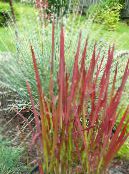 des plantes de jardin Cogon, Satintail, Japonais Herbe De Sang des céréales, Imperata cylindrica photo, les caractéristiques rouge