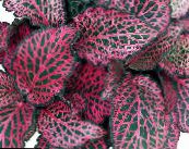 Bloodleaf, Pipotă De Pui (Iresine) Plante Ornamentale Cu Frunze multicolor, caracteristici, fotografie