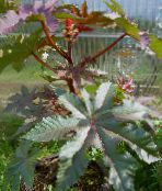 Ricinus, Ricinusolaj Növény, Mol Bab, Higuera Pokoli  Leveles Dísznövények bordó, jellemzők, fénykép