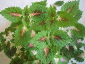 Ogrodowe Rośliny Coleus Hybrid dekoracyjny-liście zdjęcie, charakterystyka zielony