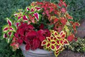 Ogrodowe Rośliny Coleus Hybrid dekoracyjny-liście zdjęcie, charakterystyka barwny