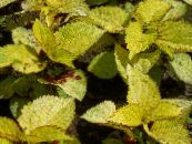 コリウス、炎イラクサ、塗装イラクサ (Coleus) 緑豊かな観葉植物 黄, 特性, フォト