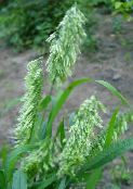 Záhradné rastliny Goldentop traviny, Lamarckia fotografie, vlastnosti zelená