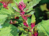 Garden Plants Red Orach, Mountain Spinach leafy ornamentals, Atriplex nitens photo, characteristics green