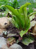 Hart Keele Sõnajalad (Phyllitis scolopendrium)  roheline, omadused, foto