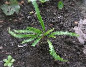 Zahradní rostliny Hart Jazyk Kapradina kapradí, Phyllitis scolopendrium fotografie, charakteristiky zelená