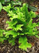 Градински цветя Езикът Папрат Харт папратовидни, Phyllitis scolopendrium снимка, характеристики зелен