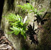 Бақша Өсімдіктер Millipede папоротник, Polypodium фото, сипаттамалары жасыл