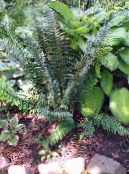 Σκληρό Ασπίδα Φτέρη, Μαλακό Ασπίδα Φτέρη (Polystichum) Φτέρη σκούρο-πράσινος, χαρακτηριστικά, φωτογραφία