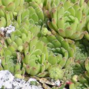 Houseleek (Sempervivum) Succulents açık yeşil, özellikleri, fotoğraf