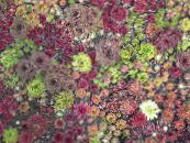 Φυτά κήπου Houseleek παχύφυτα, Sempervivum φωτογραφία, χαρακτηριστικά οινώδης