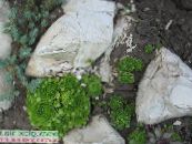 Sodo Augalai Houseleek sukulentai, Sempervivum nuotrauka, charakteristikos žalias
