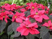 Kerti Növények Mikulásvirág, Noche Buena, , Karácsonyi Virág leveles dísznövények, Euphorbia pulcherrima fénykép, jellemzők sokszínű