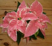 Градински цветя Коледна Звезда, Noche Buena, Коледа Цвете декоративни листни, Euphorbia pulcherrima снимка, характеристики пъстър