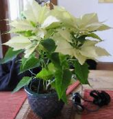 Поинсеттиа, Ноцхе Буена, Божић Цвеће (Euphorbia pulcherrima) Декоративно Лиснато бео, карактеристике, фотографија