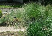 Садові Рослини Овсяница злаки, Festuca фото, характеристика зелений